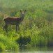 Deer, Red 090607